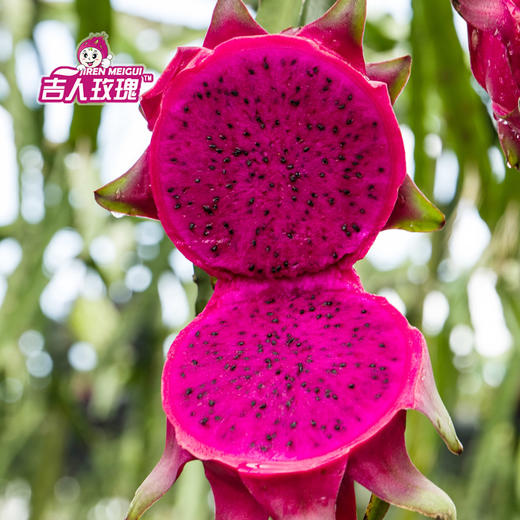【11月4号发货】吉人玫瑰紫心火龙果——产自北纬22度火龙果黄金种植带 商品图0