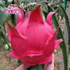 【11月4号发货】吉人玫瑰紫心火龙果——产自北纬22度火龙果黄金种植带 商品缩略图4