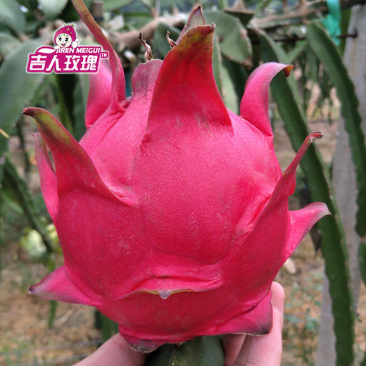 【11月4号发货】吉人玫瑰紫心火龙果——产自北纬22度火龙果黄金种植带 商品图4
