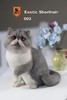 仿真猫模型 002 商品缩略图0