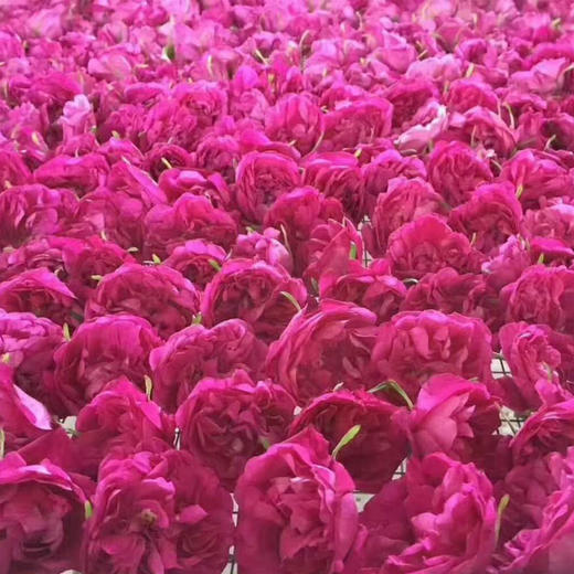 玫瑰花 商品图4