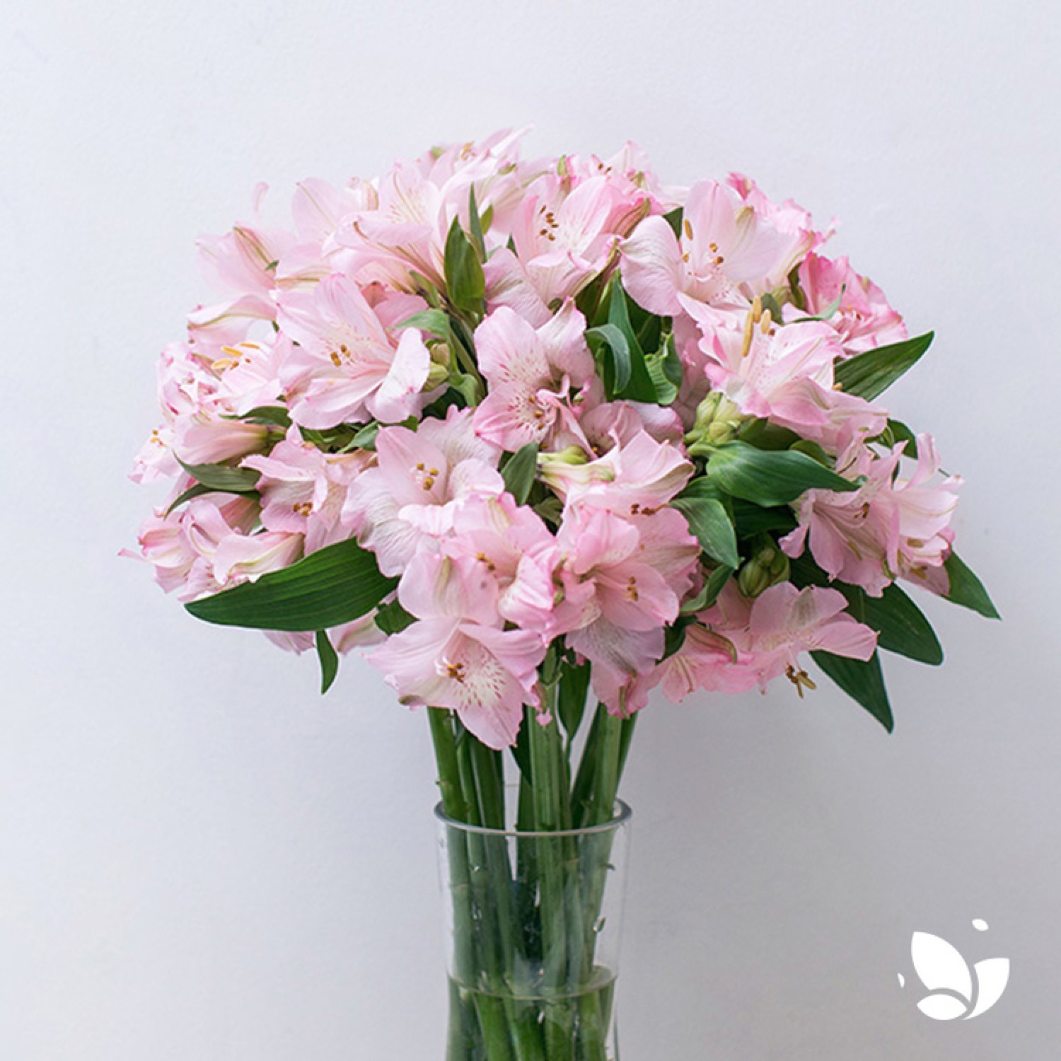 【进口六出（红、紫、白、黄、粉混色）6枝+2枝防损耗】