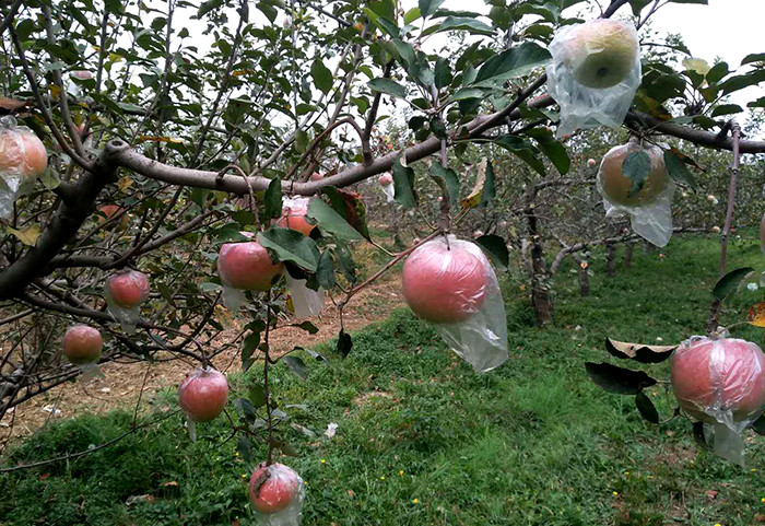 基地直发包邮 | 冰糖心酵素丑苹果1箱 含箱10斤 | 山西临猗 冯三民