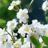 自然风樱花仿真花束日韩风绢花餐桌摆件花艺干花插花假花拍摄道具 商品缩略图3