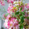 自然风樱花仿真花束日韩风绢花餐桌摆件花艺干花插花假花拍摄道具 商品缩略图4