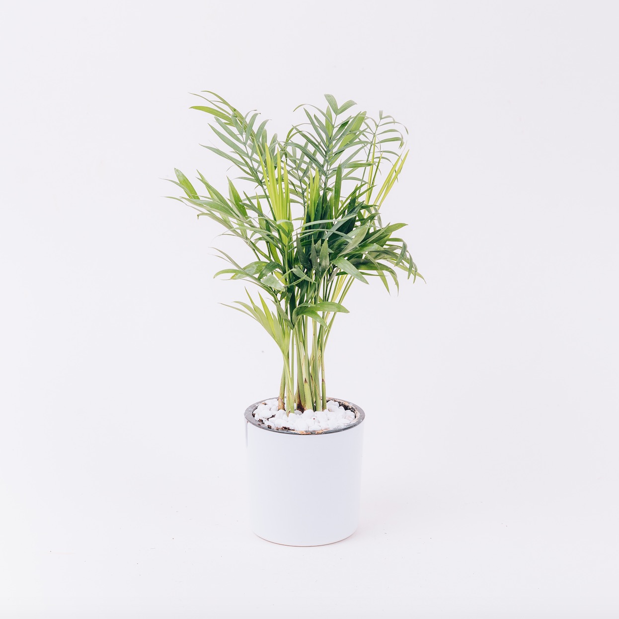 【袖珍椰子+文竹】送懒人花盆