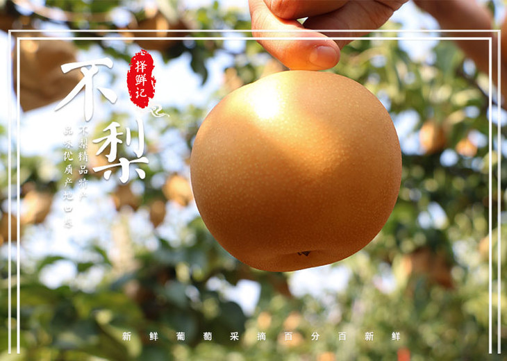 特惠8折 山东秋月梨 精品礼盒装