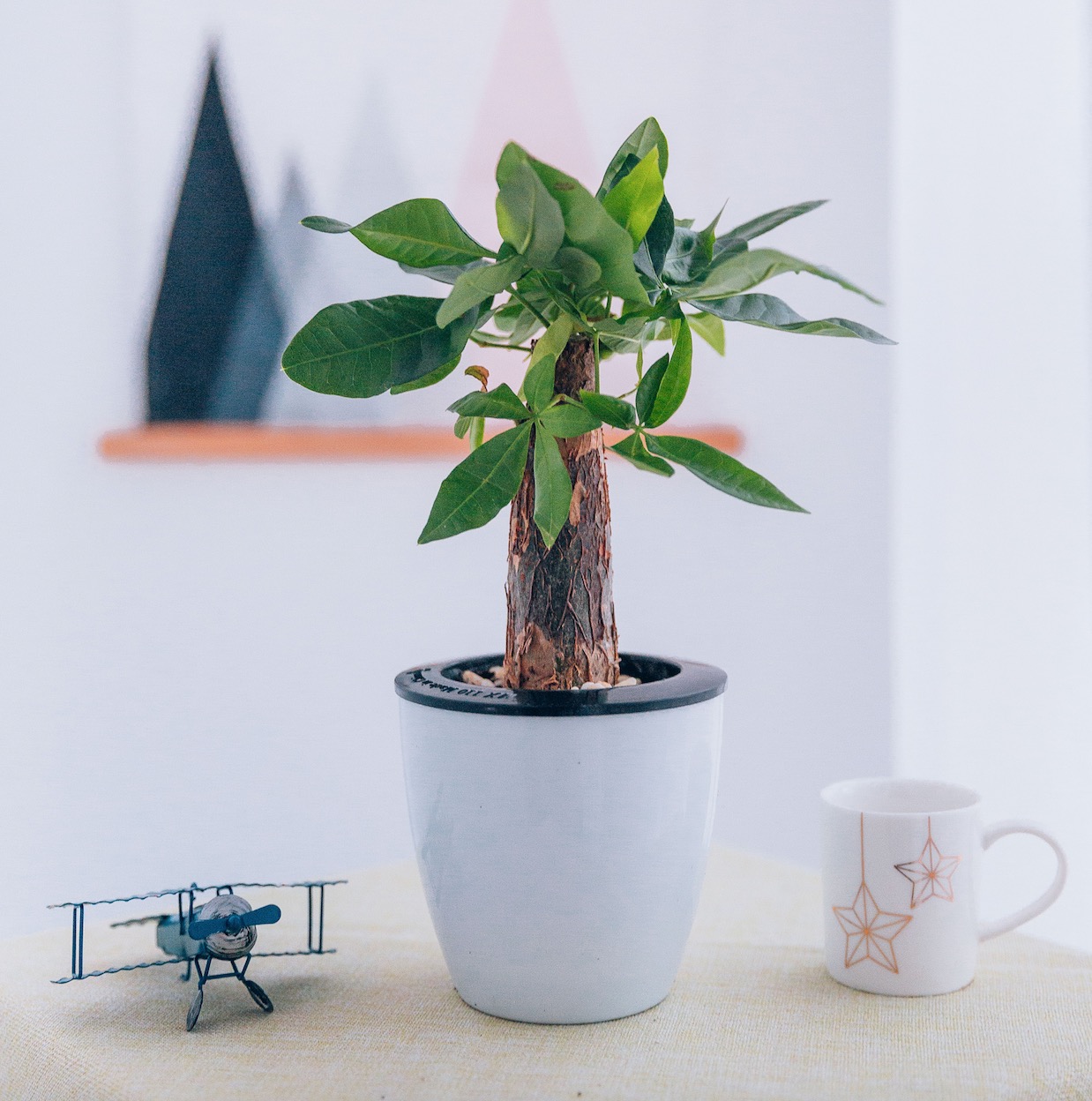 【发财树+荷花竹】送懒人花盆