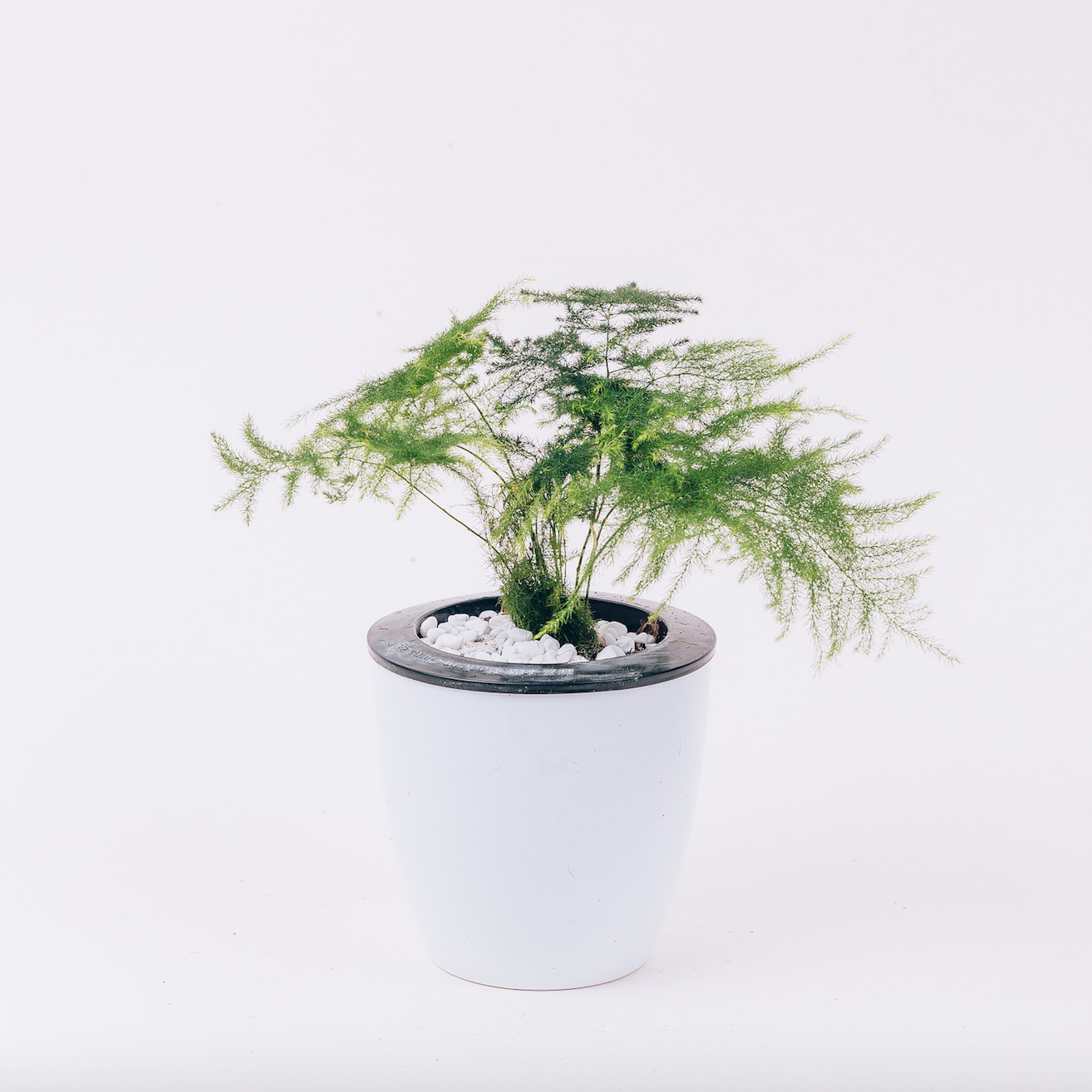 【文竹+小金刚】 送懒人花盆