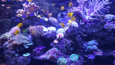 来回穿梭 形成一幅幅流动的画卷 总有种置身于巴厘岛海底潜水的feel