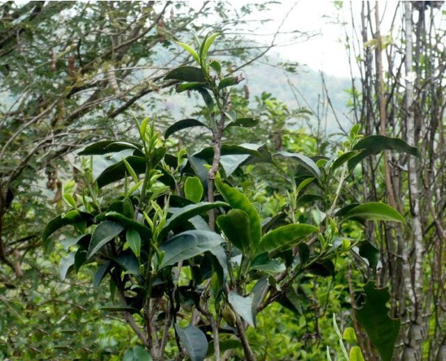 曼松茶叶芽肥叶嫩,茶芽紧凑