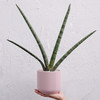 伞形虎尾兰 Sansevieria trifasciata Prain 商品缩略图0