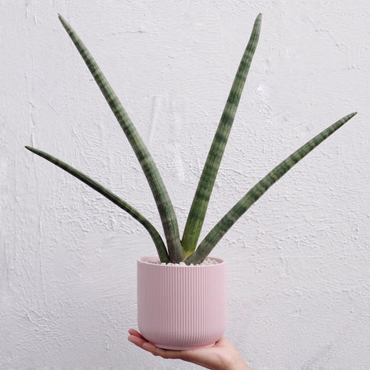 伞形虎尾兰 Sansevieria trifasciata Prain 商品图0