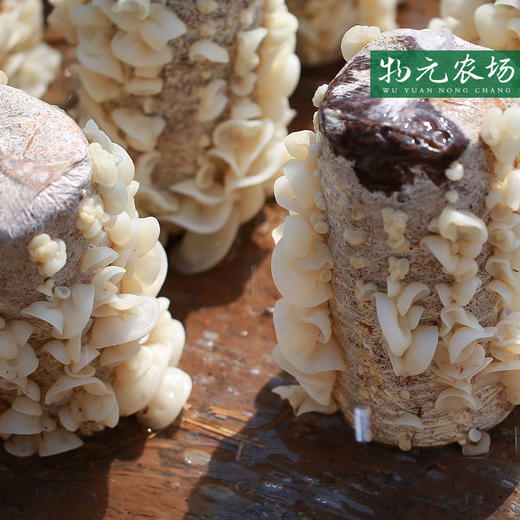 【生态玉木耳】干货东北特产玉木耳2018新品丨45g 商品图0