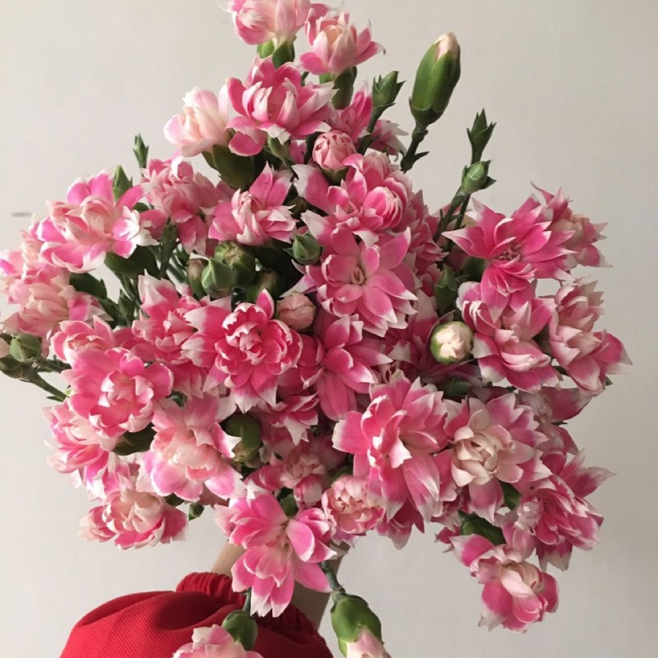 【多头粉色康乃馨星太子8枝+2枝防损耗】