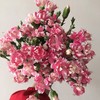 【多头粉色康乃馨星太子8枝+2枝防损耗】 商品缩略图0
