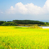 【全国包邮，基地直供】赵树清五常大米直发包邮 商品缩略图3