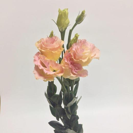 【洋桔梗百变香槟一扎（7枝-9枝，其中2枝防损耗）】 商品图0