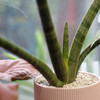 伞形虎尾兰 Sansevieria trifasciata Prain 商品缩略图1
