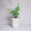 INS网红- Blue Starfern 商品缩略图1