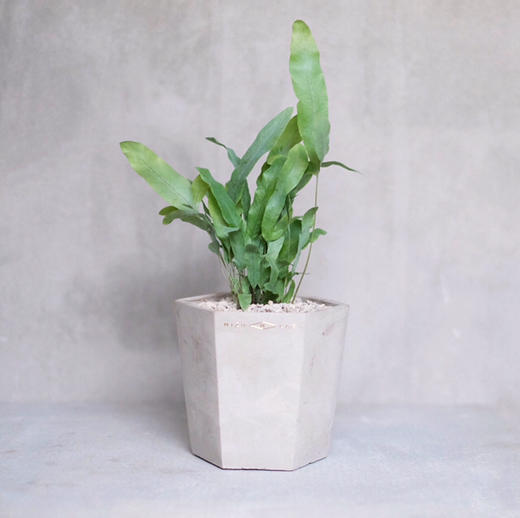 INS网红- Blue Starfern 商品图1