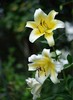 【木门单头黄色百合8枝+2枝防损耗】+送价值20元小池塘花瓶 商品缩略图2