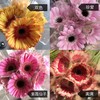 【扶郎8枝+2枝防损耗（珍爱，美满，紫霞仙子，双色随机）】 商品缩略图1
