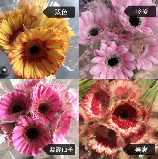 【扶郎8枝+2枝防损耗（珍爱，美满，紫霞仙子，双色随机）】 商品图1