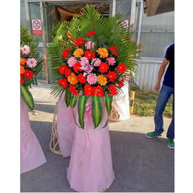 梦想启航---35朵各色扶郎花，1支粉色百合，散尾葵，巴西木叶修饰 粉色帷幔，粉色蝴蝶结，1.5M高花篮(1353)