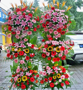 敬贺开张（一个）  1个花篮百合20朵，扶朗50支，康乃馨10支，向日葵6支，小鸟9支，散尾葵 1.8米花篮(1355)