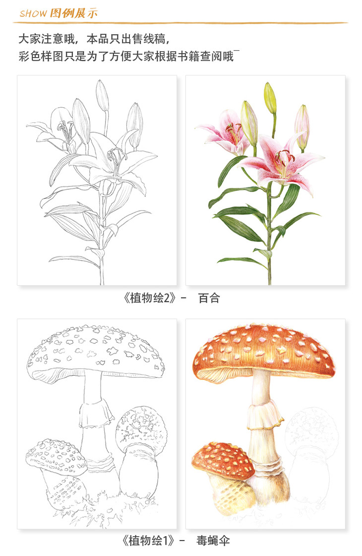 名称:飞乐鸟精选植物绘线稿填色专用纸  规格:8寸(205mmx150mm) 在