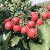 【2袋|精装】山东新鲜山楂果现摘2袋(重约1斤)【2日内提货】 商品缩略图2