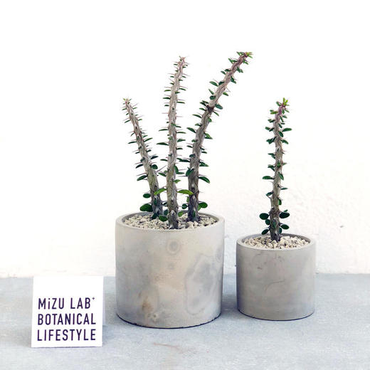 植物猎人- 马达加斯加 大苍炎龙树 Alluaudia procera 商品图1