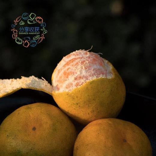 公平贸易|有机蜜橘  （11月6日后发货） 商品图1