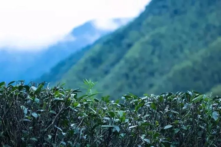 茶香记 麻粟正山小种2018年 香气丰富高扬 传统工艺