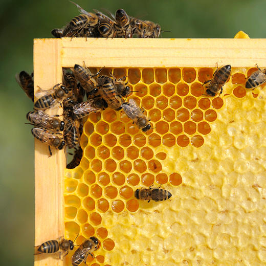 【健康饮品】蜂巢蜜 500g 商品图4