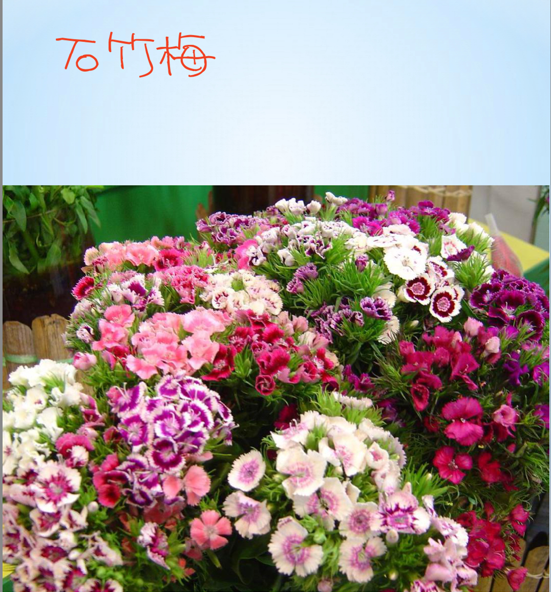 石竹梅