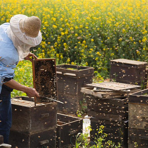 【健康饮品】蜂巢蜜 500g 商品图3