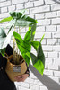 斑 马  Alocasia macrorrhiza 商品缩略图1