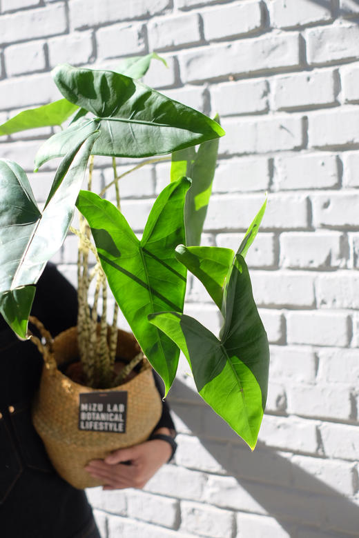 斑 马  Alocasia macrorrhiza 商品图1