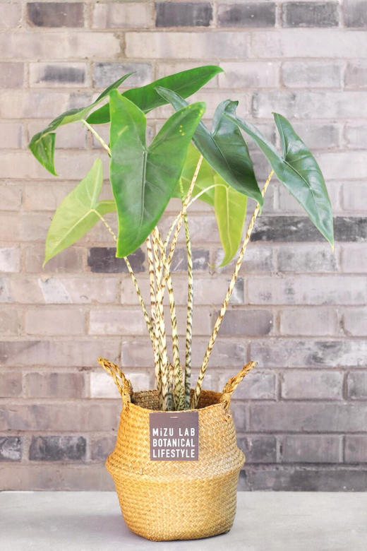斑 马  Alocasia macrorrhiza 商品图2