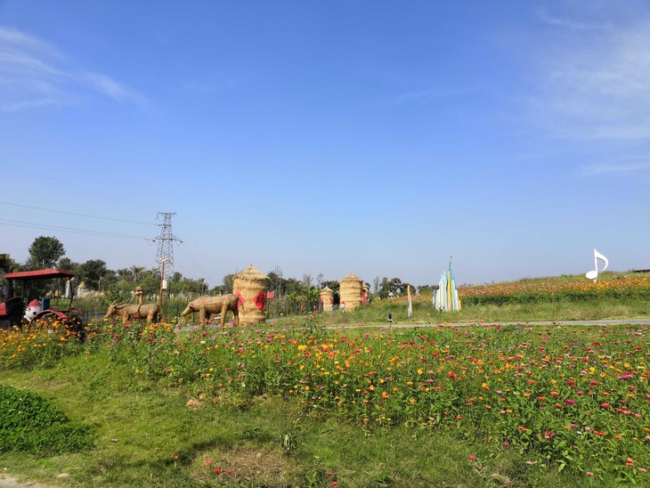 三圣乡赏花!19.9元起超值抢七彩田野菊花节门票,百万!