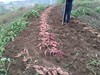 预订 | 蓟县砂土地红薯，口感软糯香甜 商品缩略图2