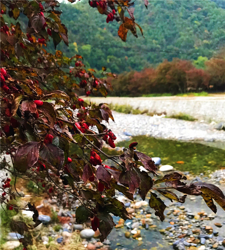 两百多株百年树龄的 野生山茱萸树