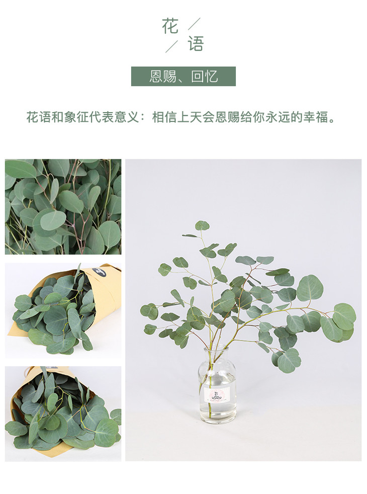 胡须先生 进口圆叶尤加利(网红苹果叶)3-5枝 鲜花速递