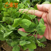 东升农场 有机豆苗 豌豆苗 龙须菜 200g  广州供港新鲜蔬菜配送 商品缩略图1