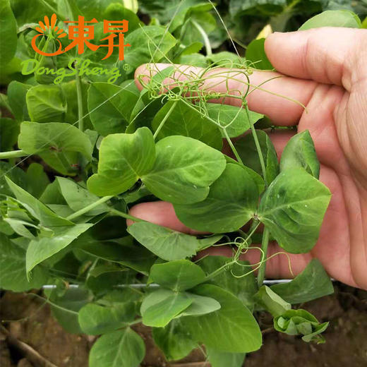 东升农场 有机豆苗 豌豆苗 龙须菜 200g  广州供港新鲜蔬菜配送 商品图1