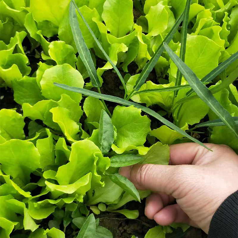 东升农场 生菜 意大利生菜 莴苣 鹅仔菜 莴仔菜 广州蔬菜新鲜配送 300