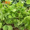 东升农场 有机豆苗 豌豆苗 龙须菜 200g  广州供港新鲜蔬菜配送 商品缩略图2