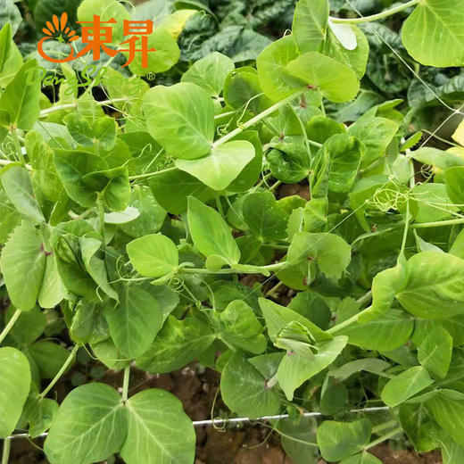 东升农场 有机豆苗 豌豆苗 龙须菜 200g  广州供港新鲜蔬菜配送 商品图2